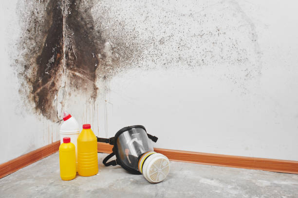 Best Commercial Mold Removal  in Mapleton, ND