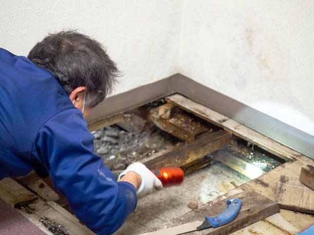 Best Water Damage Restoration  in Mapleton, ND