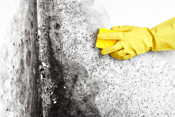 Best Office Mold Removal Services  in Mapleton, ND