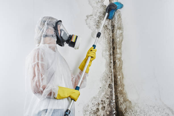 Best Home Mold Removal  in Mapleton, ND