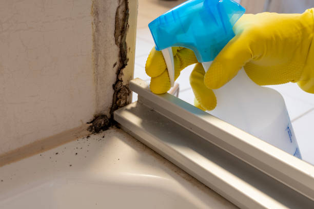 Mold Removal and Inspection in Mapleton, ND