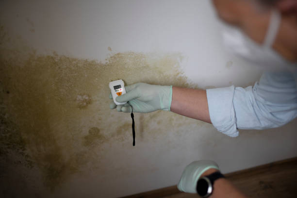 Trusted Mapleton, ND Mold Removal Experts