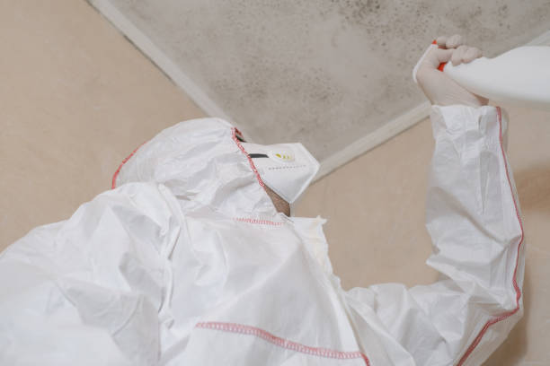 Best Certified Mold Removal  in Mapleton, ND