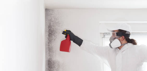 Best Toxic Mold Removal  in Mapleton, ND