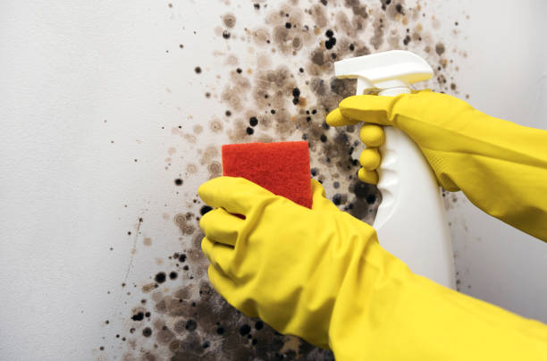 Best Mold Remediation  in Mapleton, ND