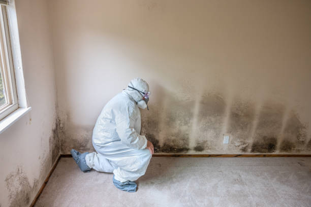 Best Attic Mold Removal  in Mapleton, ND
