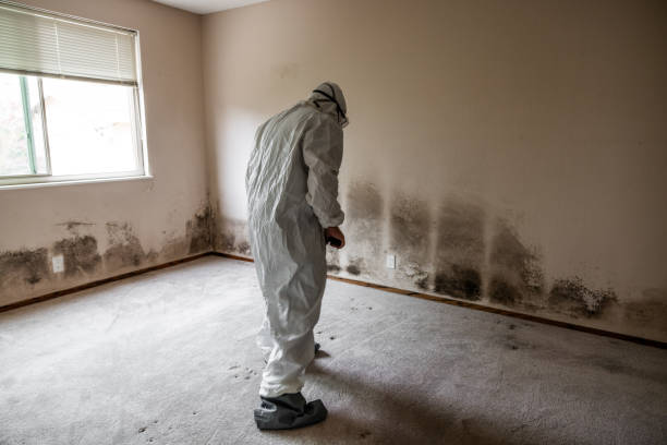 Best Mold Remediation  in Mapleton, ND
